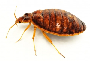 Effective strategies for controlling bed bugs: Tips and technique